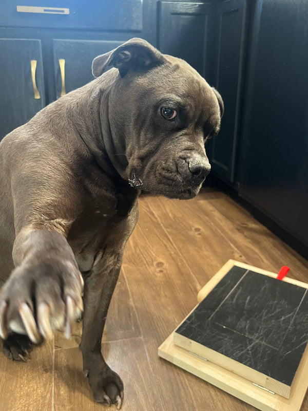 Echte hunde und ihre menscher 🐶