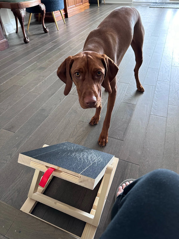 Echte hunde und ihre menscher 🐶